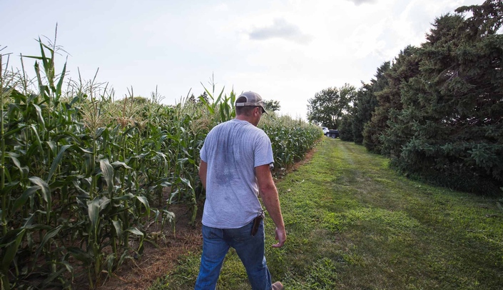 man walking next to a corn field.