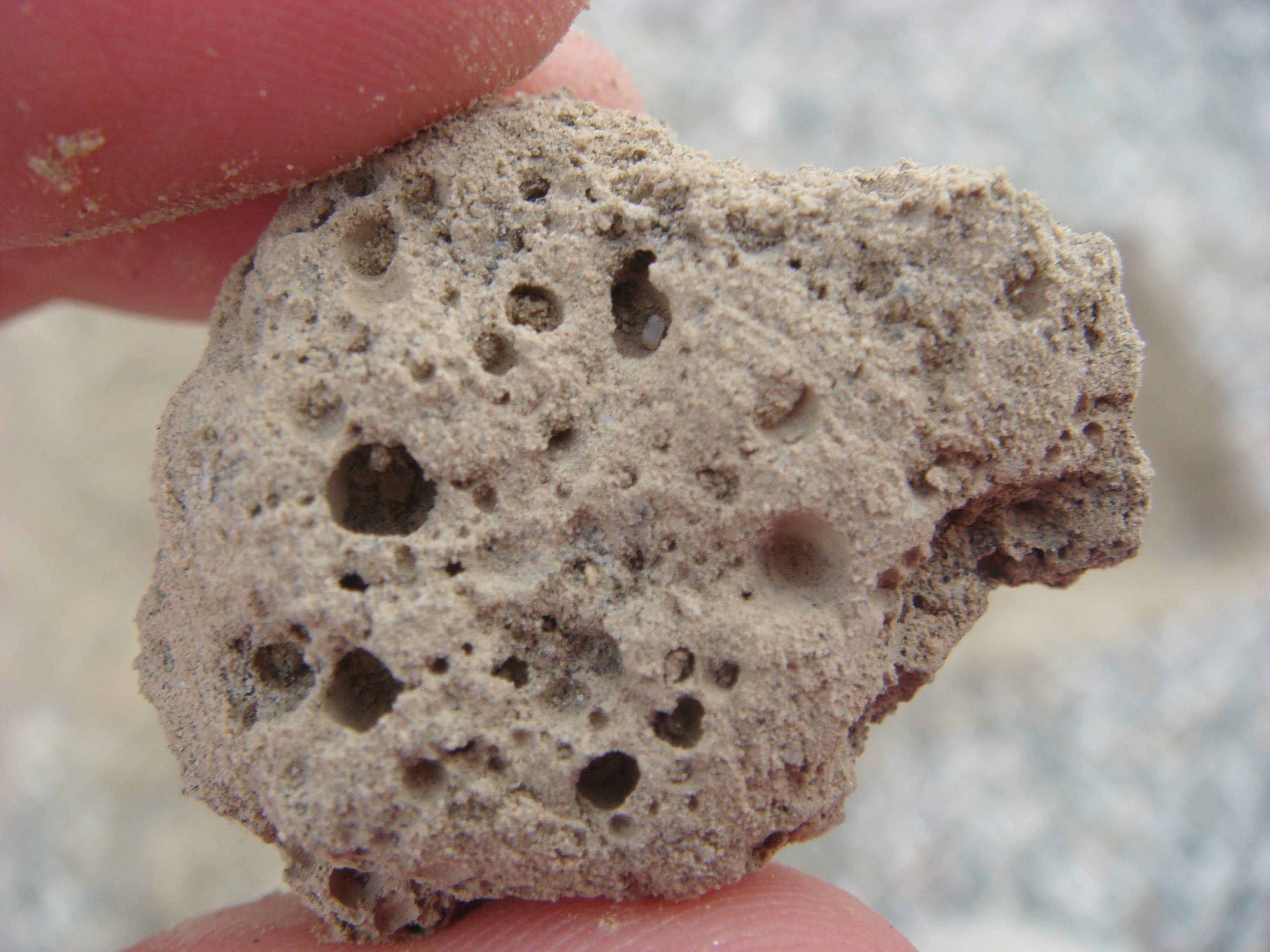 Bubble-like pores are characteristics of desert soil found in the vesicular horizon, which University of Nebraska-Lincoln School of Natural Resources assistant professor Judy Turk has extensively researched. 