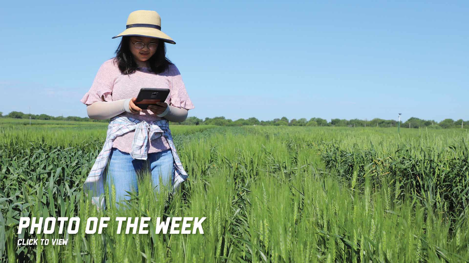 Fang Wang, agronomy and horticulture doctoral student specializing in plant breeding and genetics, records wheat flowering at Havelock Farm.