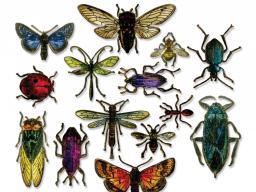entomology e-news pic.jpg