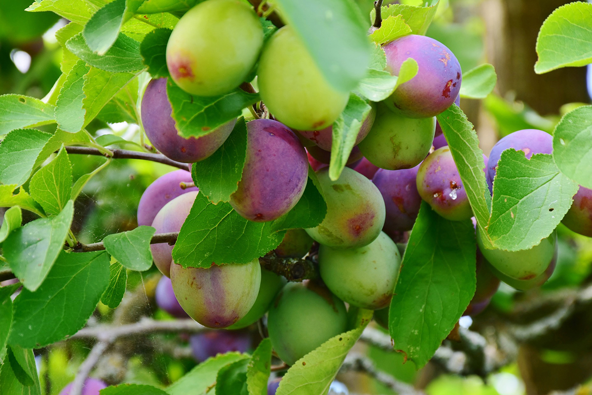 Immature plums change color as they ripen. (Photo by Pixabay)