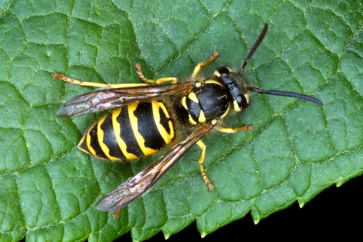 Yellow jackets are bright yellow and black with black antennae. (Photo by UNL Department of Entomology)