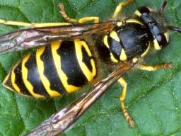 Yellow jackets are bright yellow and black with black antennae. (Photo by UNL Department of Entomology)