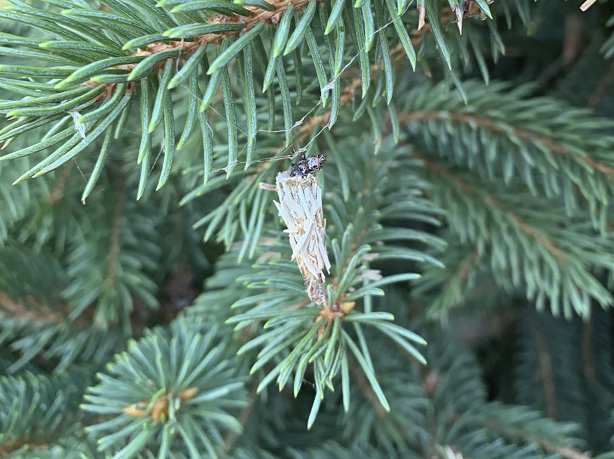 Bagworm feeding on spruce tree in mid-July. (Photo by Mary Jane Frogge)