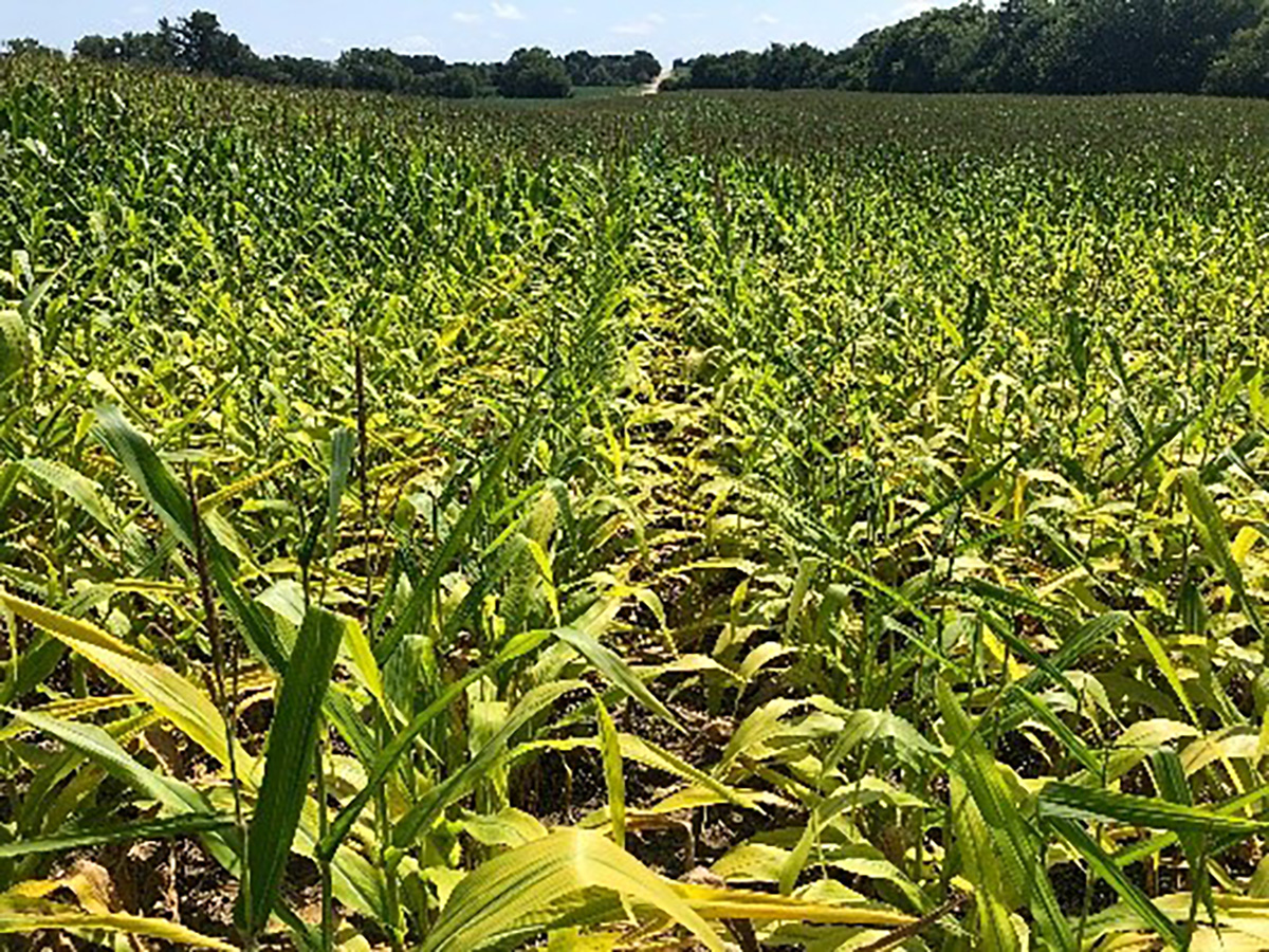 Nutrient deficiencies can cause severe yield loss. (Photo by Tyler Williams)