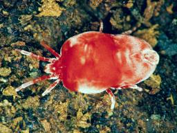 Adult chigger or the  common red harvest mite.