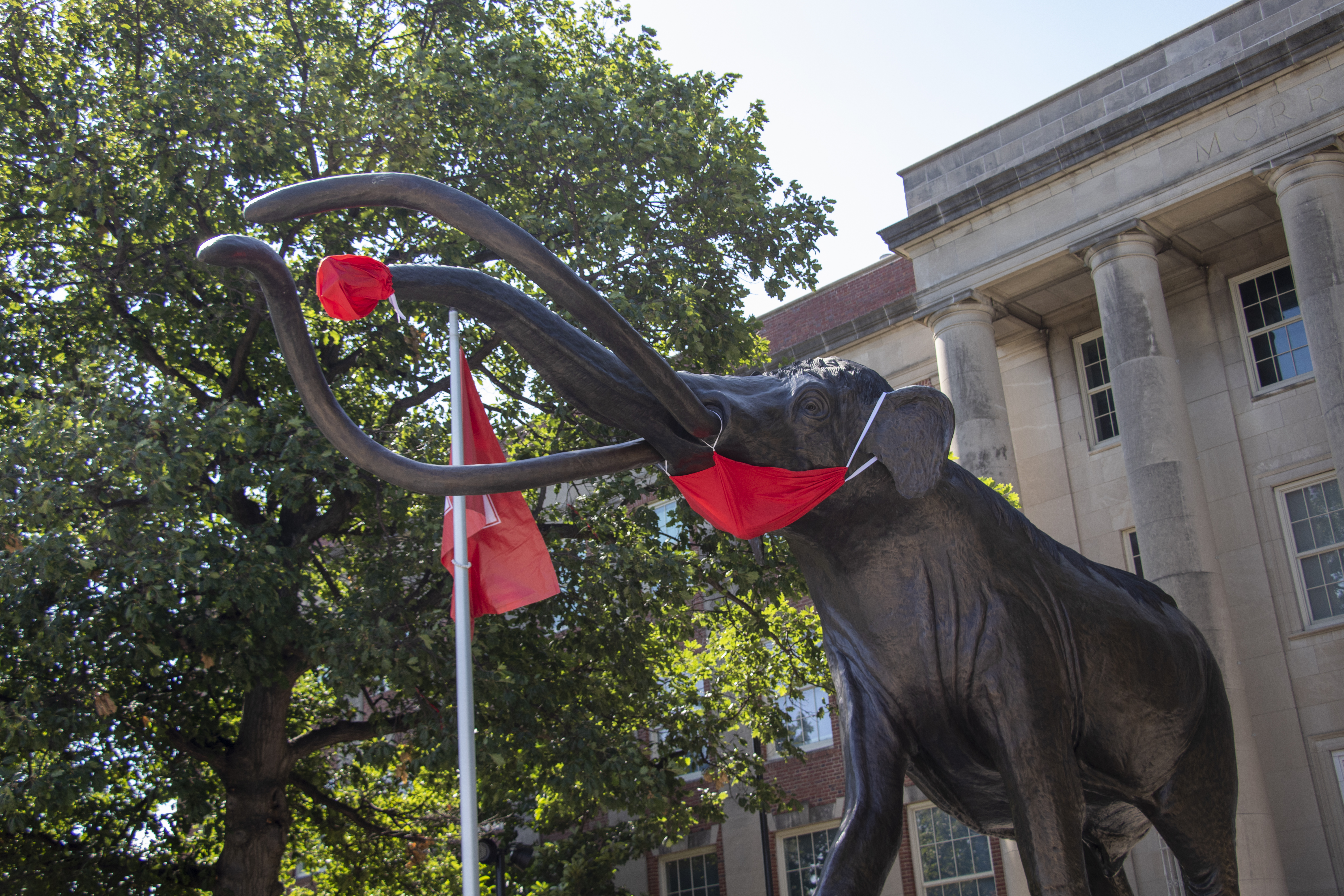 Archie, the woolly mammoth statue outside Morrill Hall, wears a red face covering on his trunk and mouth.