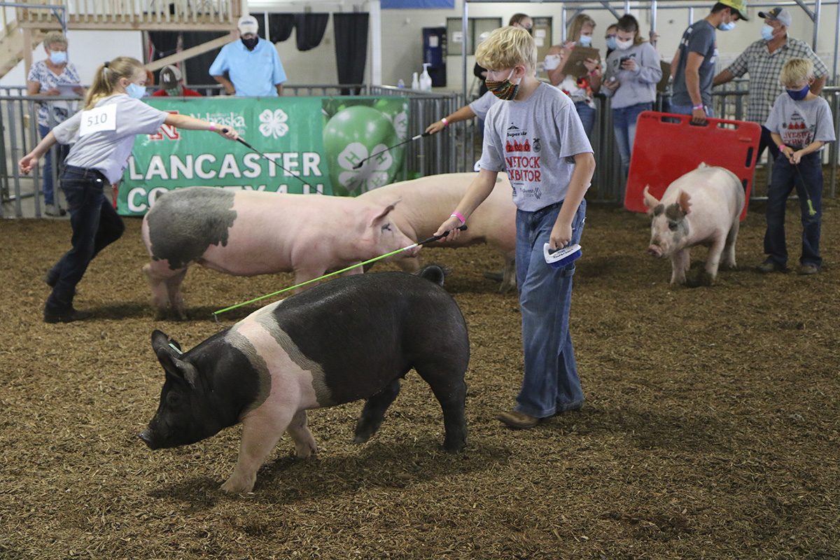 4-H/FFA Swine Show at 2020 Super Fair