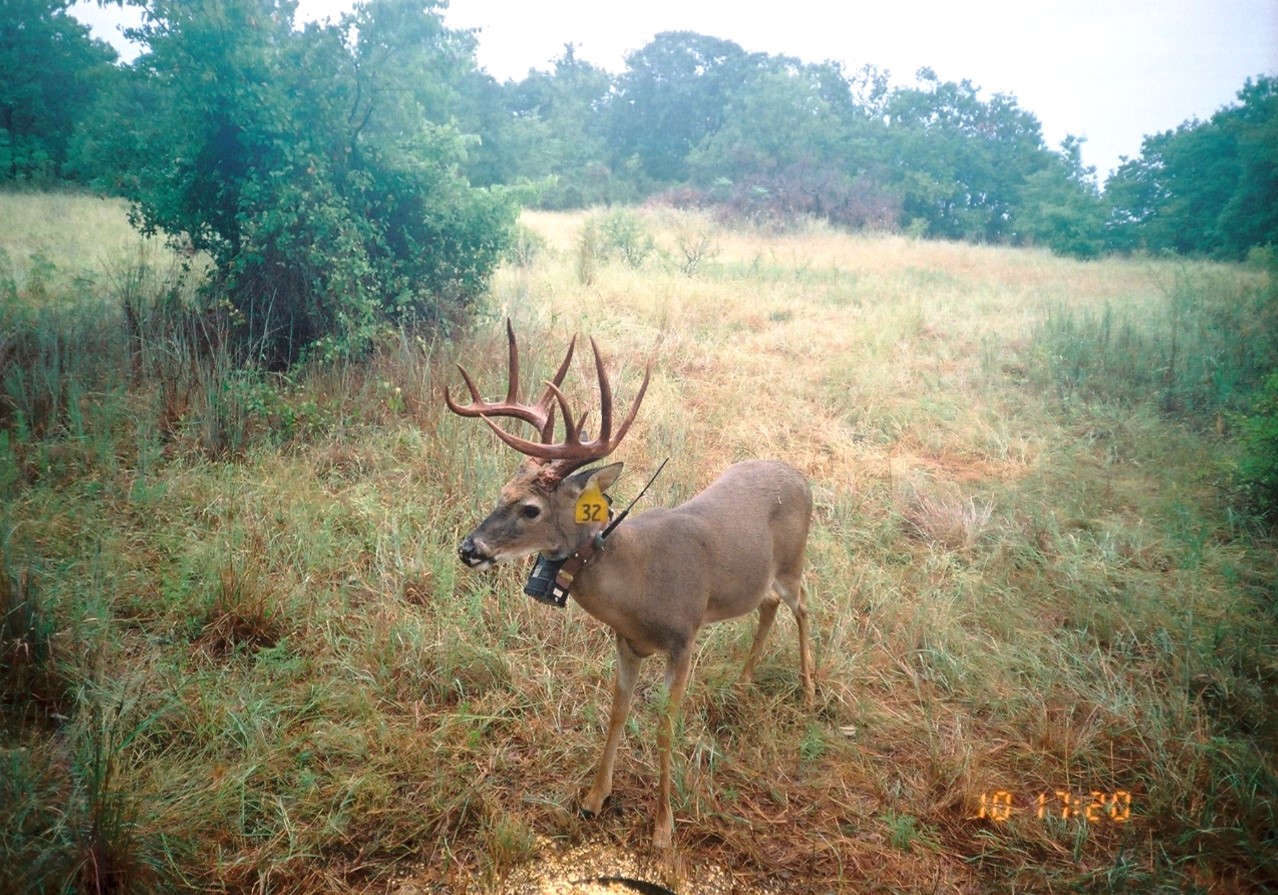 Jana Malene's Undergraduate Creative Activities and Research Experience project evaluated space use patterns of 12 animals, including white-tailed deer. Courtesy Noble Research Institute 