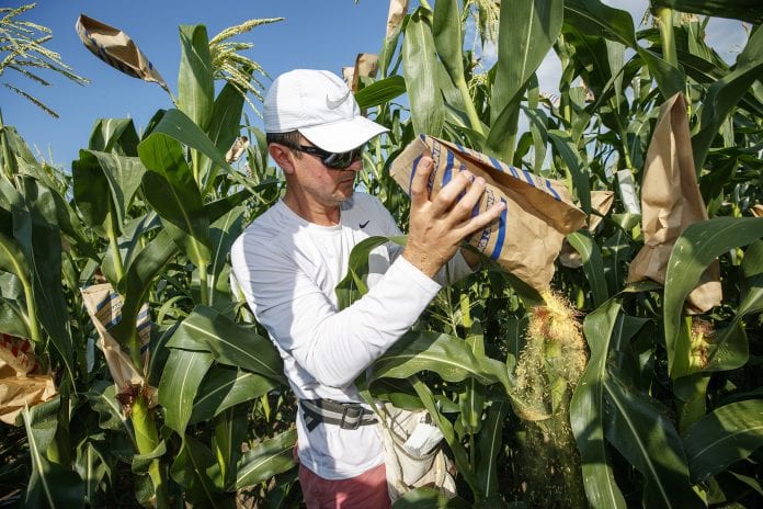 David Holding, Associate Professor of Agronomy and Horticulture, and his team is pollenating popcorn hybrids at their East Campus field. July 17, 2019. Craig Chandler | University Communication