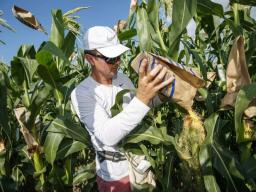 David Holding, Associate Professor of Agronomy and Horticulture, and his team is pollenating popcorn hybrids at their East Campus field. July 17, 2019. Craig Chandler | University Communication