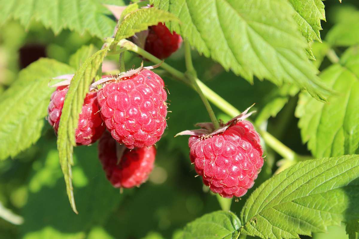Everbearing raspberries can easily be managed to develop one large fall crop each year through pruning. (Photo by Pixabay)