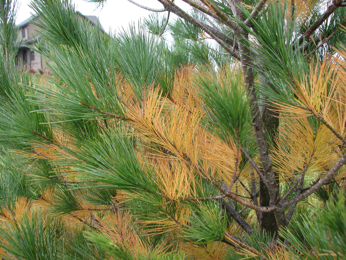 Yellow needles from natural needle drop, as seen on this white pine, should not be mistaken for a pest problem. (Photo by Sarah Browning, Nebraska Extension in Lancaster County)