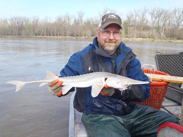 Nebraska's Mark Pegg holds a pallid sturgeon. The long-lived species, whose ancestry stretches back about 70 million years, was classified as endangered in 1990. Courtesy