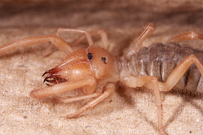 A Solifugae (Class Arachnida, order Solifugae [=Solpugida]) from Nebraska.