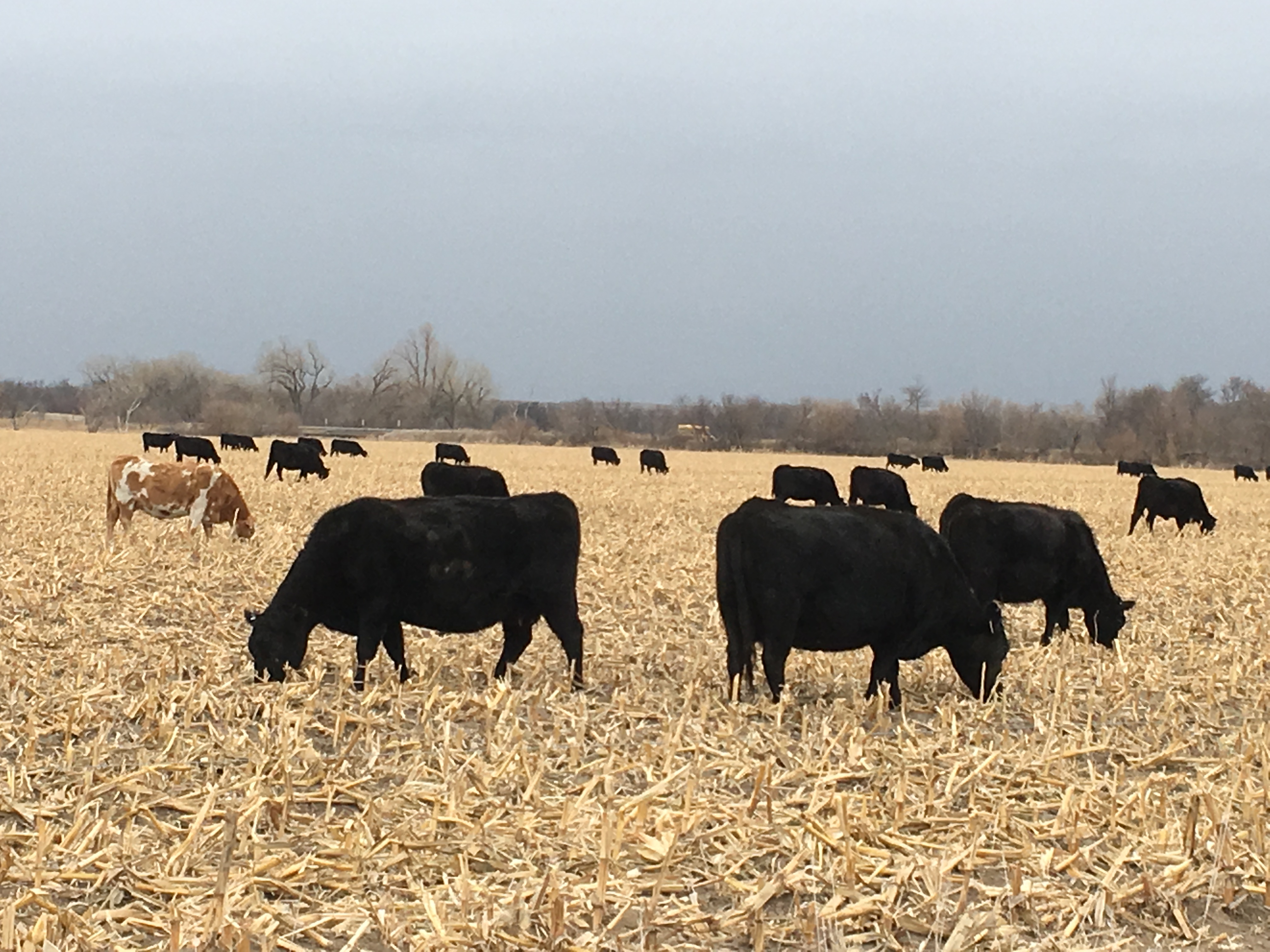 Learn about management strategies to increase cow/calf production efficiency and profitability from the comfort of your own home. Each Tuesday in November at 8 pm (central) the Nebraska Extension Beef Team will be hosting a free webinar. 
