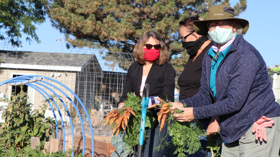 Harvesting carrots earlier in October at the Ever Green Community Garden in Gering are (from left) Extension Educator Tammie Ostdiek and Extension Master Gardeners Carol Knaub and Tina Luz.