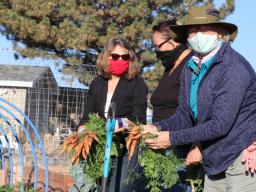 Harvesting carrots earlier in October at the Ever Green Community Garden in Gering are (from left) Extension Educator Tammie Ostdiek and Extension Master Gardeners Carol Knaub and Tina Luz.