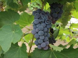 Some Nebraska winemakers are optimistic about the state’s 2020 vintage even though grape harvest final tonnage estimates are roughly half of last year’s crop. 