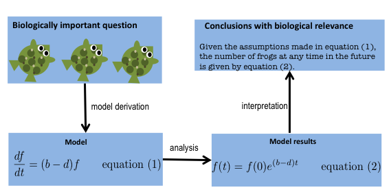 BIOS 456: Mathematical Models in Biology | Announce | University of ...