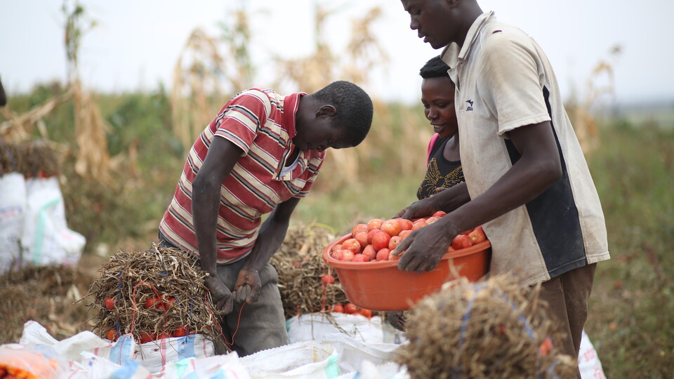 Rwandan farmers reap the benefits of irrigation.