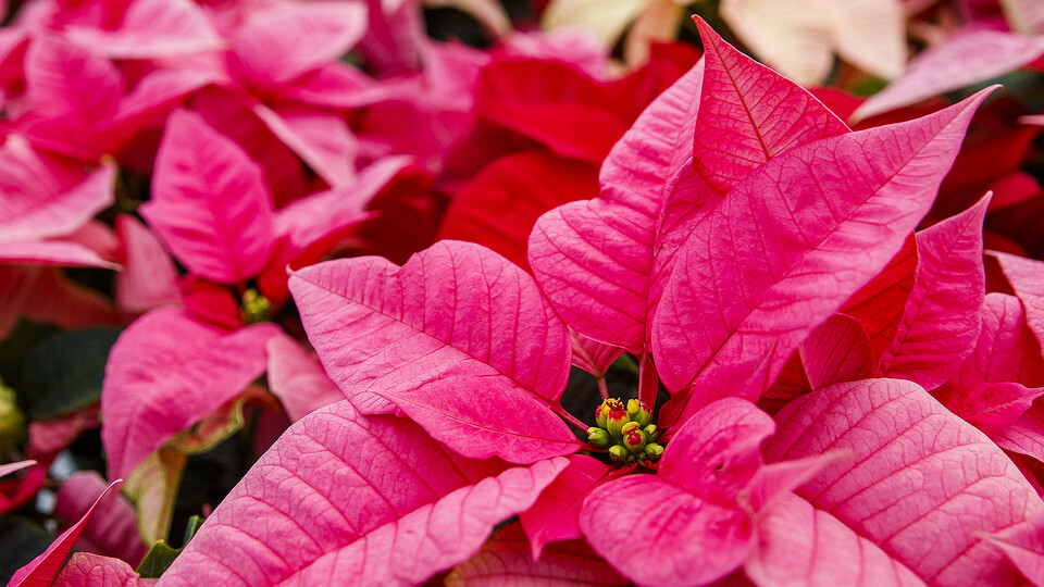 The Horticulture Club's poinsettia sale has been extended to Nov. 23. 