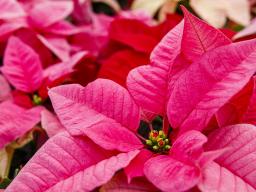 The Horticulture Club's poinsettia sale has been extended to Nov. 23. 