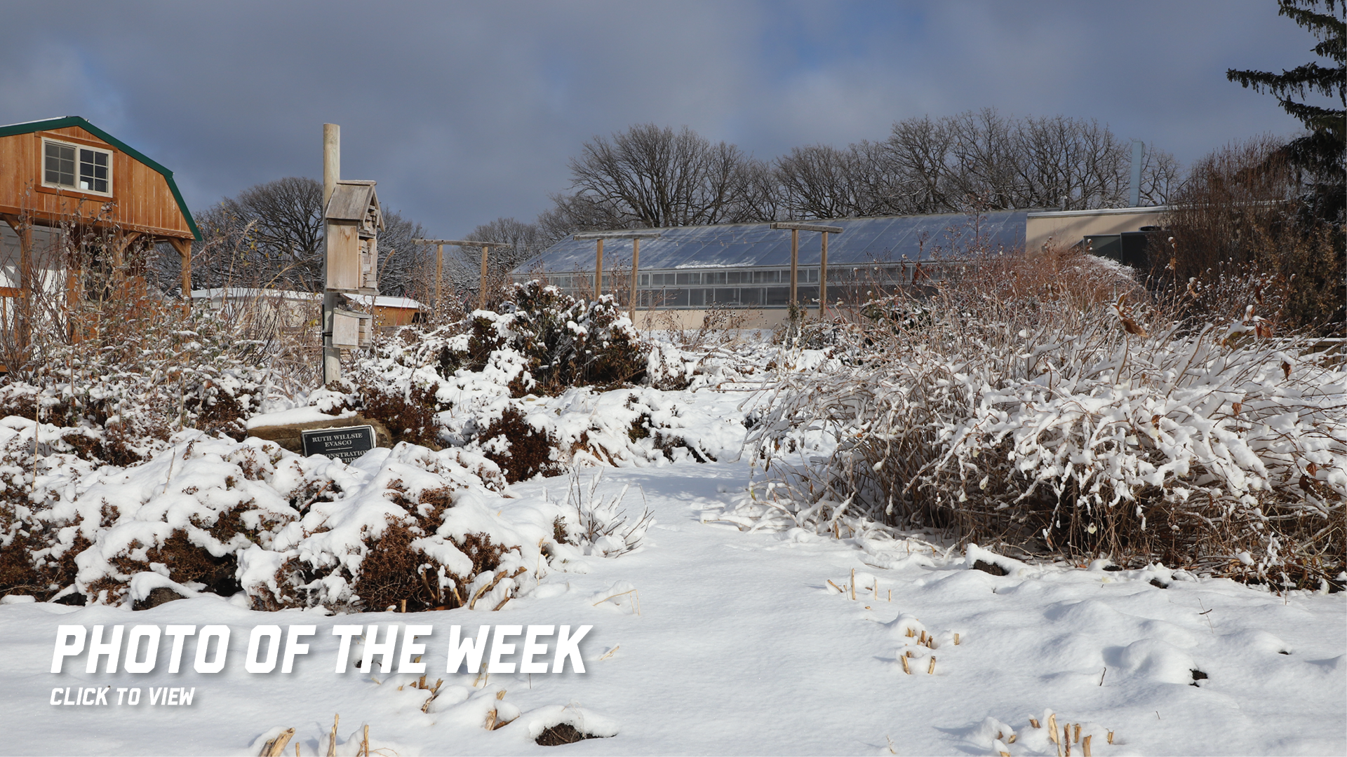 Snow-covered garden