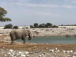 Former Gilman Scholar Lexy Polivanov captured the activity at a watering hole in Namibia during her education abroad program in summer 2019. 