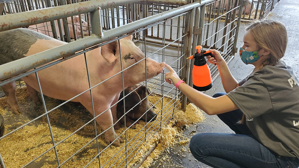 A Pick-a-Pig 4-H club member at the 2020 Lancaster County Super Fair