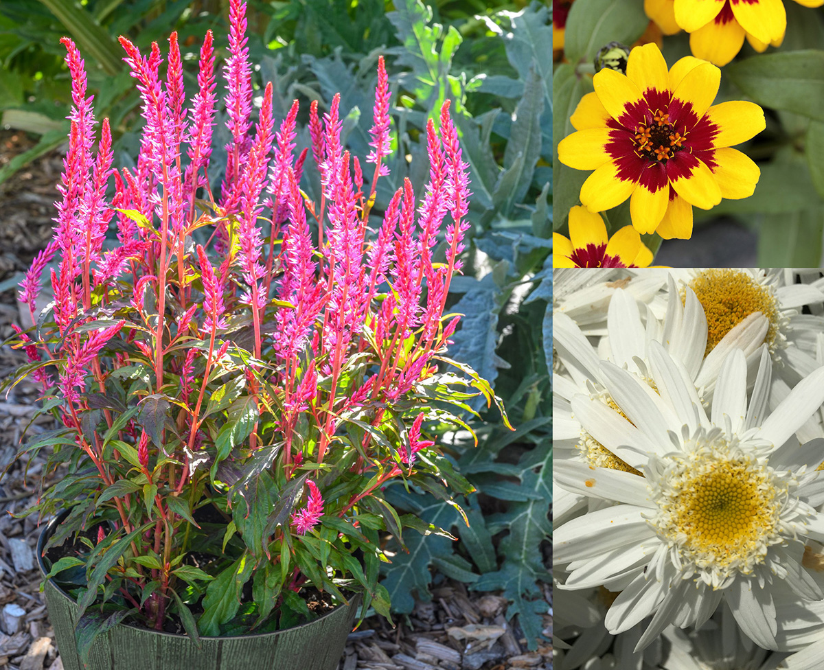 (L–R) Celosia, Candela Pink; Zinnia, Profusion Red Yellow Bicolor and Leucanthemum, Sweet Daisy Birdy (Photos courtesy All-America Selections)