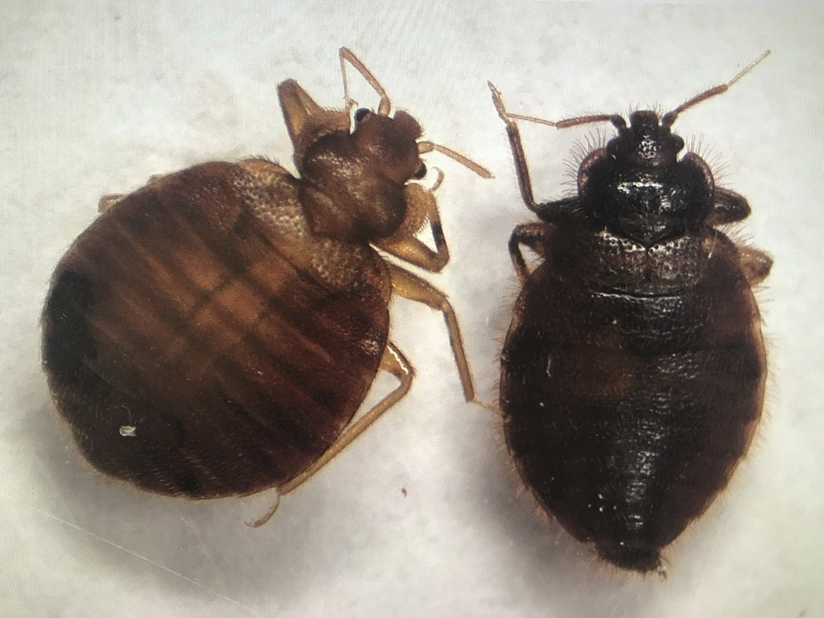 Bed bug (left) and bat bug (right). (Photo by Kait Chapman)