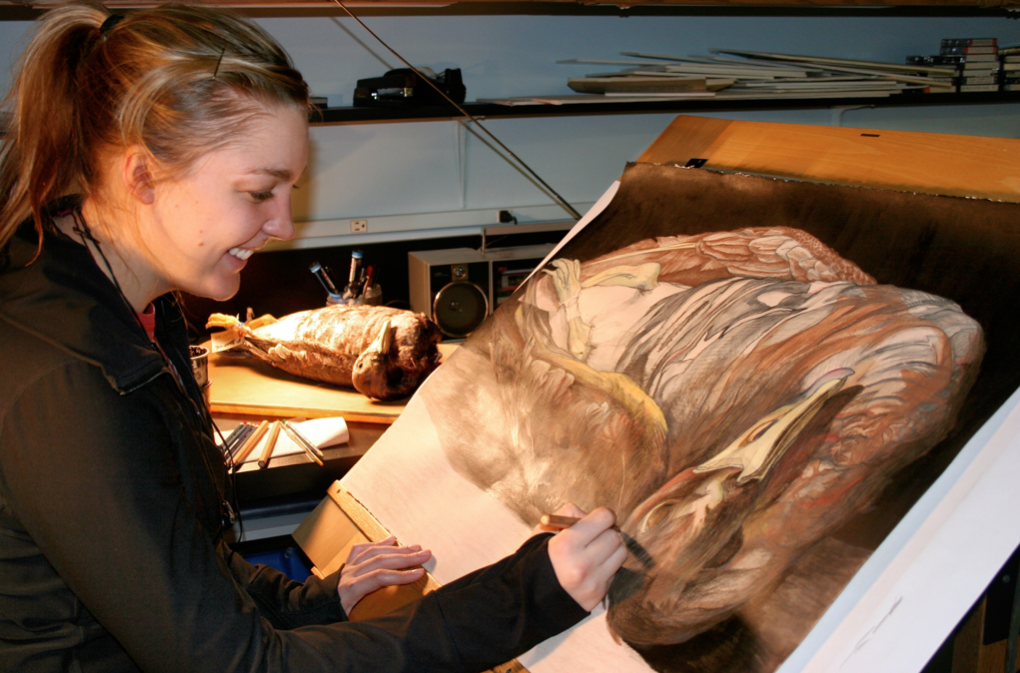 Audrey Stommes paints a goose from the University of Nebraska State Museum's Division of Zoology. 