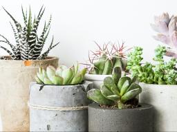 The Horticulture Club Succulent Sale is Feb. 12. | Shutterstock