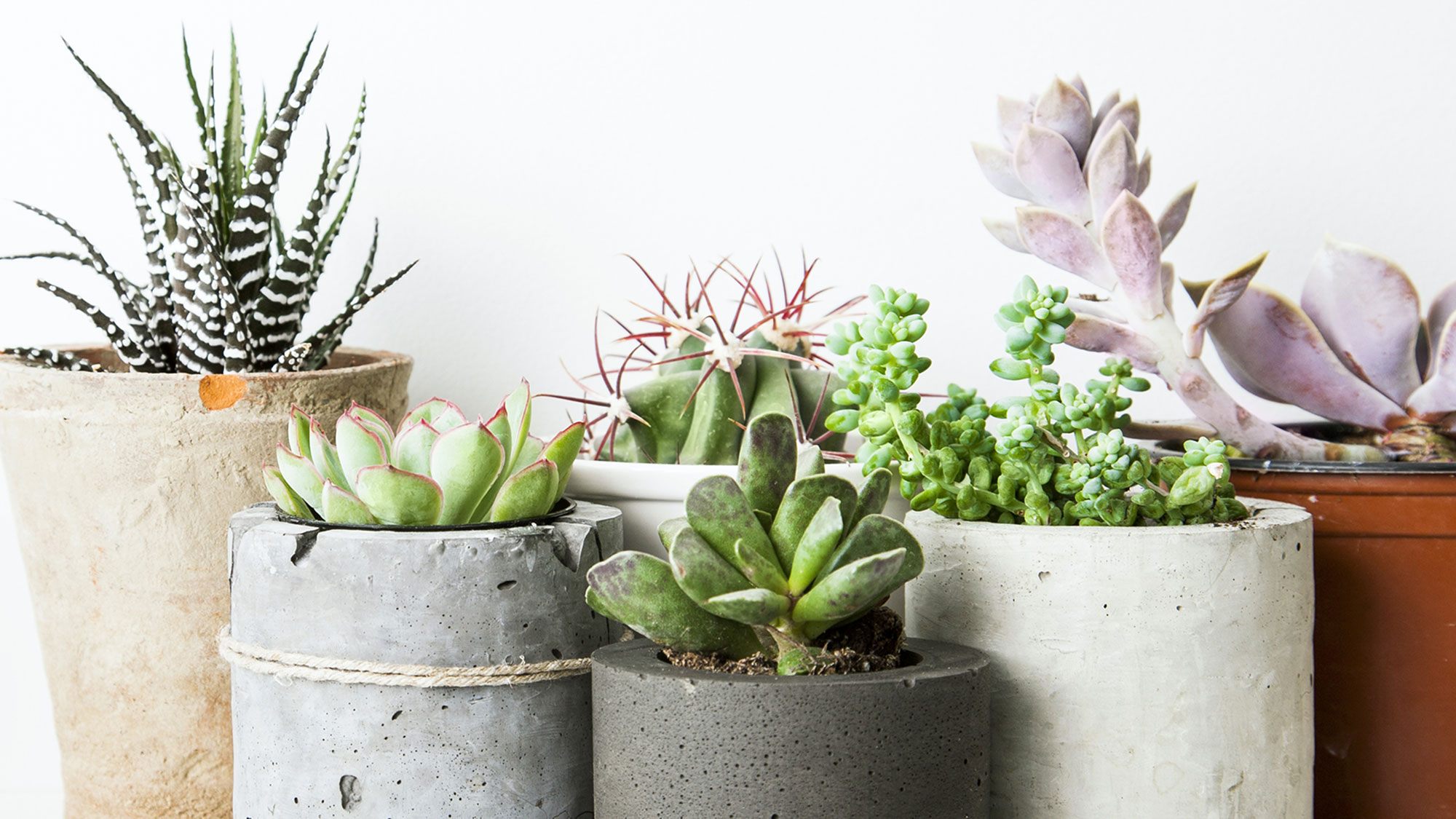 UNL Horticulture Clubs succulent sale is Feb. 12. 2021 [photo: Shutterstock]