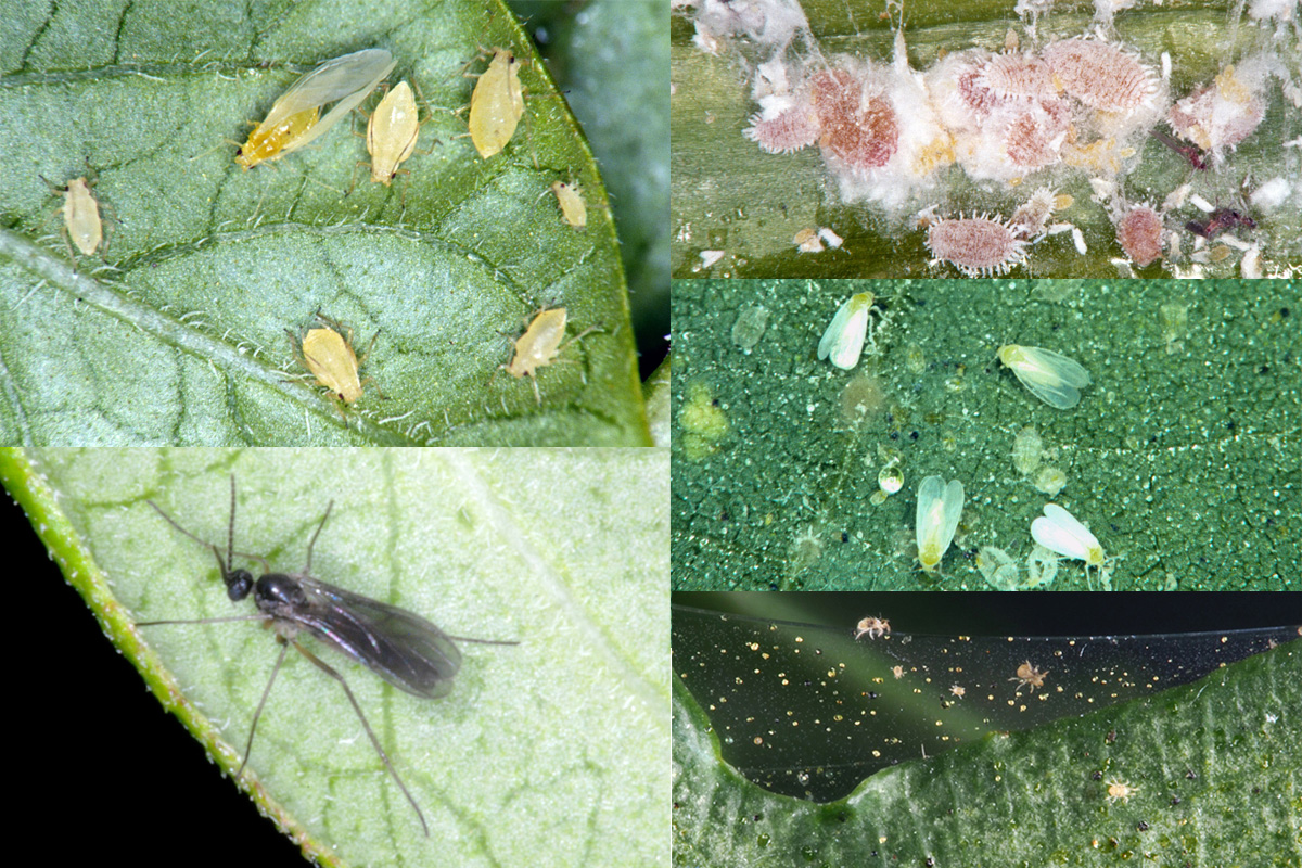 (Clockwise from upper left) Aphids, mealybugs, whiteflies, spider mites and fungus gnat.