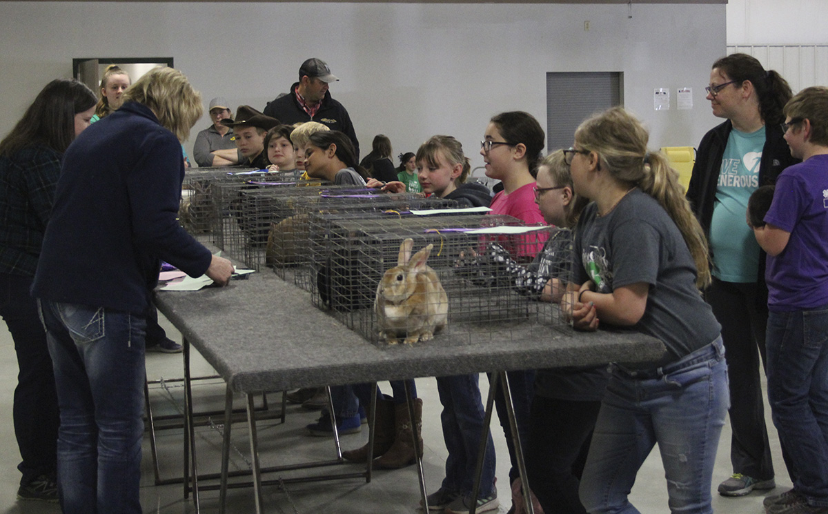 2019 Rabbit Show