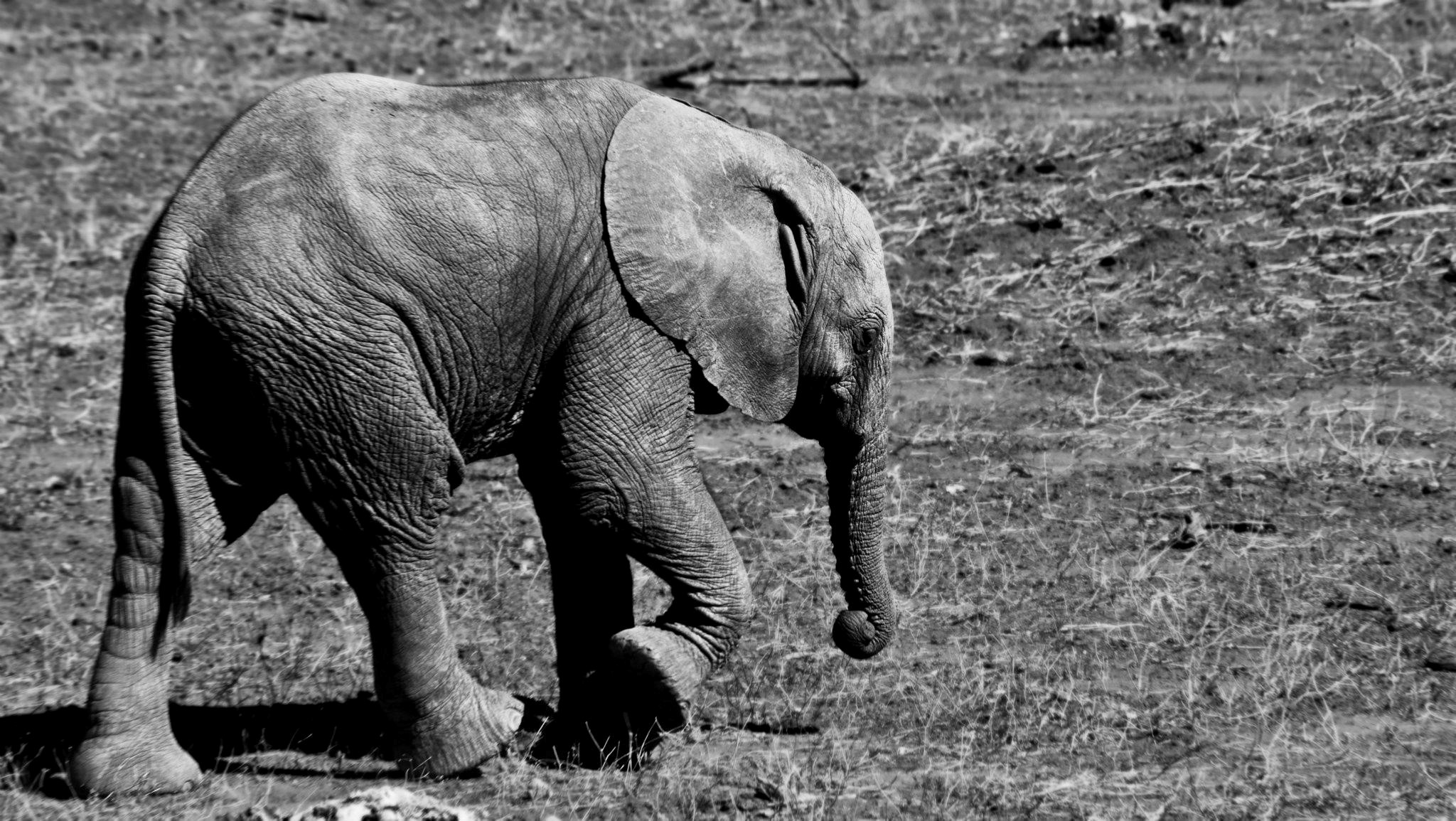 UNL Global Experience Course Fall 2021: Field Guiding in Southern Africa