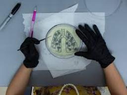 Creating Agar Art