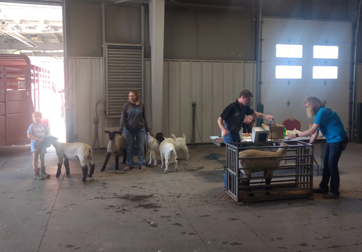 2019 Sheep & Meat Goat Weigh-in