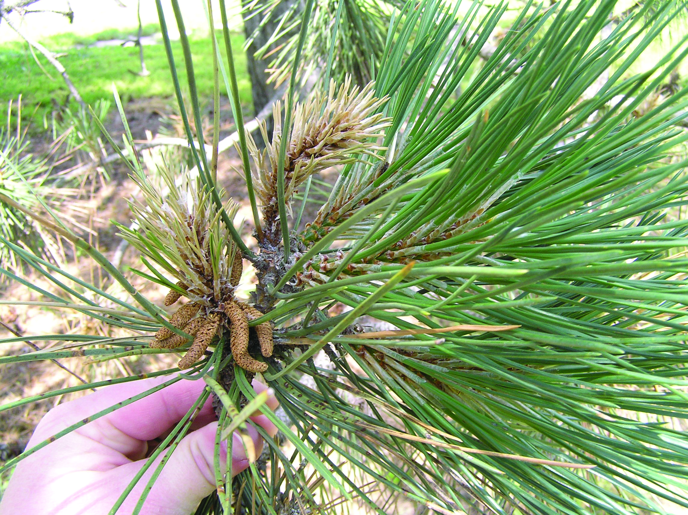 Death of new pine shoots, also called "candles,” are a symptom used to identify Diplodia tip blight. (Inset photo) Very serious Diplodia infection can result in death of entire branches. (Photos by Sarah Browning)