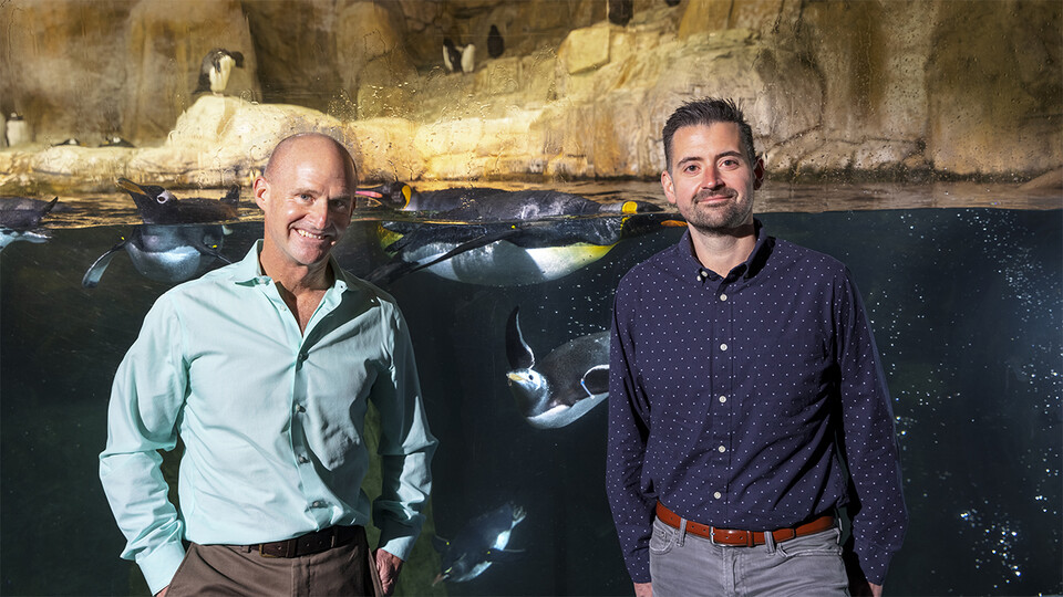 Jay Storz (left), Willa Cather Professor of biological sciences, and postdoctoral researcher Anthony Signore with penguins at Omaha's Henry Doorly Zoo and Aquarium. Craig Chandler | University Communication 