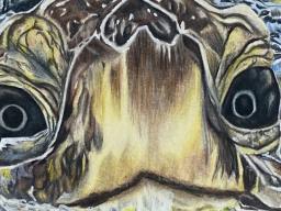 Maddie McGowen, “The Sea Turtle,” colored pencil, 12” x 12”, 2020.