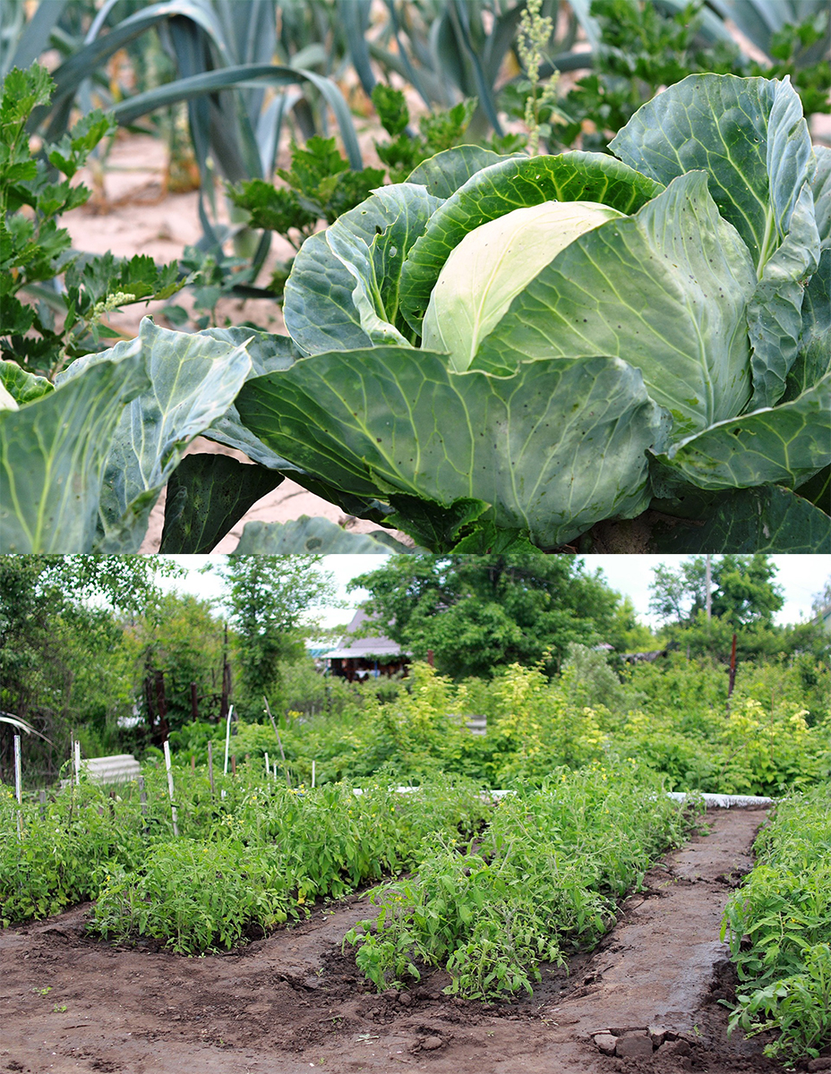 Follow an early-season planting of cabbage by heat-loving crops, such as Swiss chard, summer squash or bean. Wide-row planting of tomatoes makes more efficient use of garden space, than single hill plantings. (Photos from Pixabay)