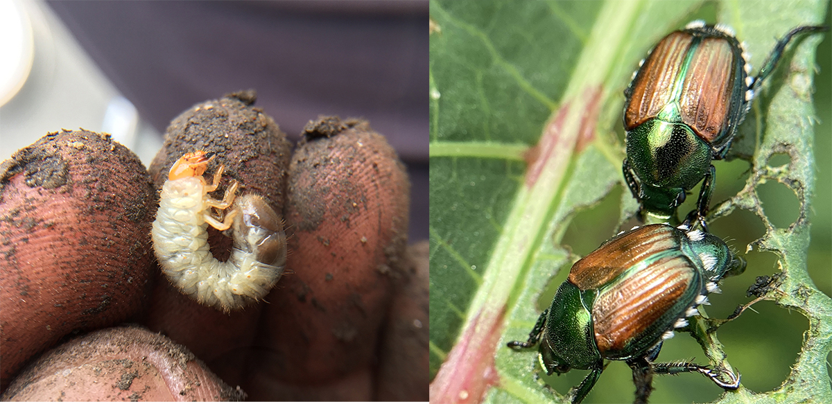 June beetle grubs - Gardening at USask - College of Agriculture and  Bioresources