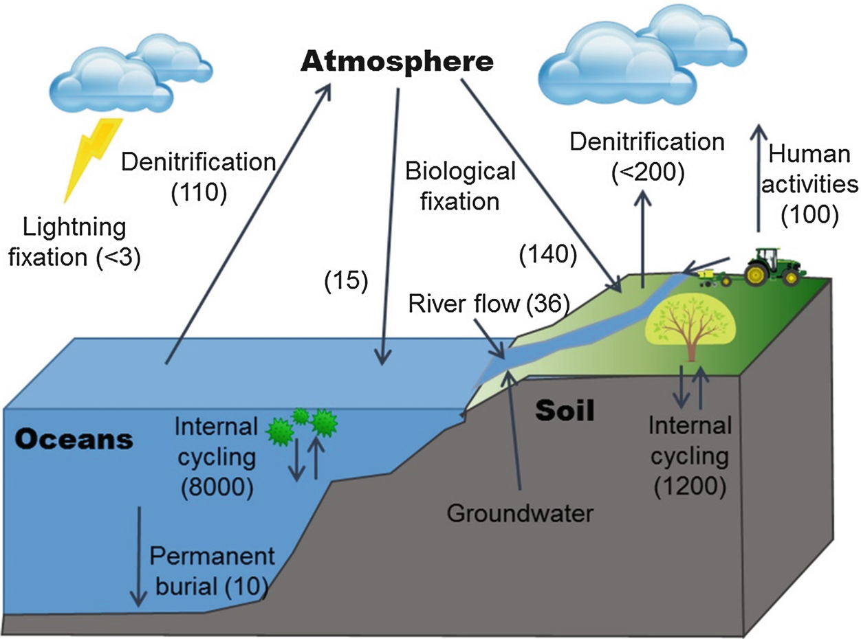 An image about biogeochemical cycles ...