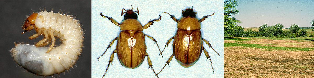 Masked Chafer Adults - Center photo