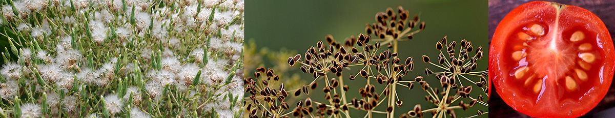 Mature lettuce flowers resemble fluffy dandelion heads; Cut dill flower stems when seeds begin to turn tan. Allow to ripen indoors so seed can be collected; Seeds in wet fruits, like tomato, can also be harvested.