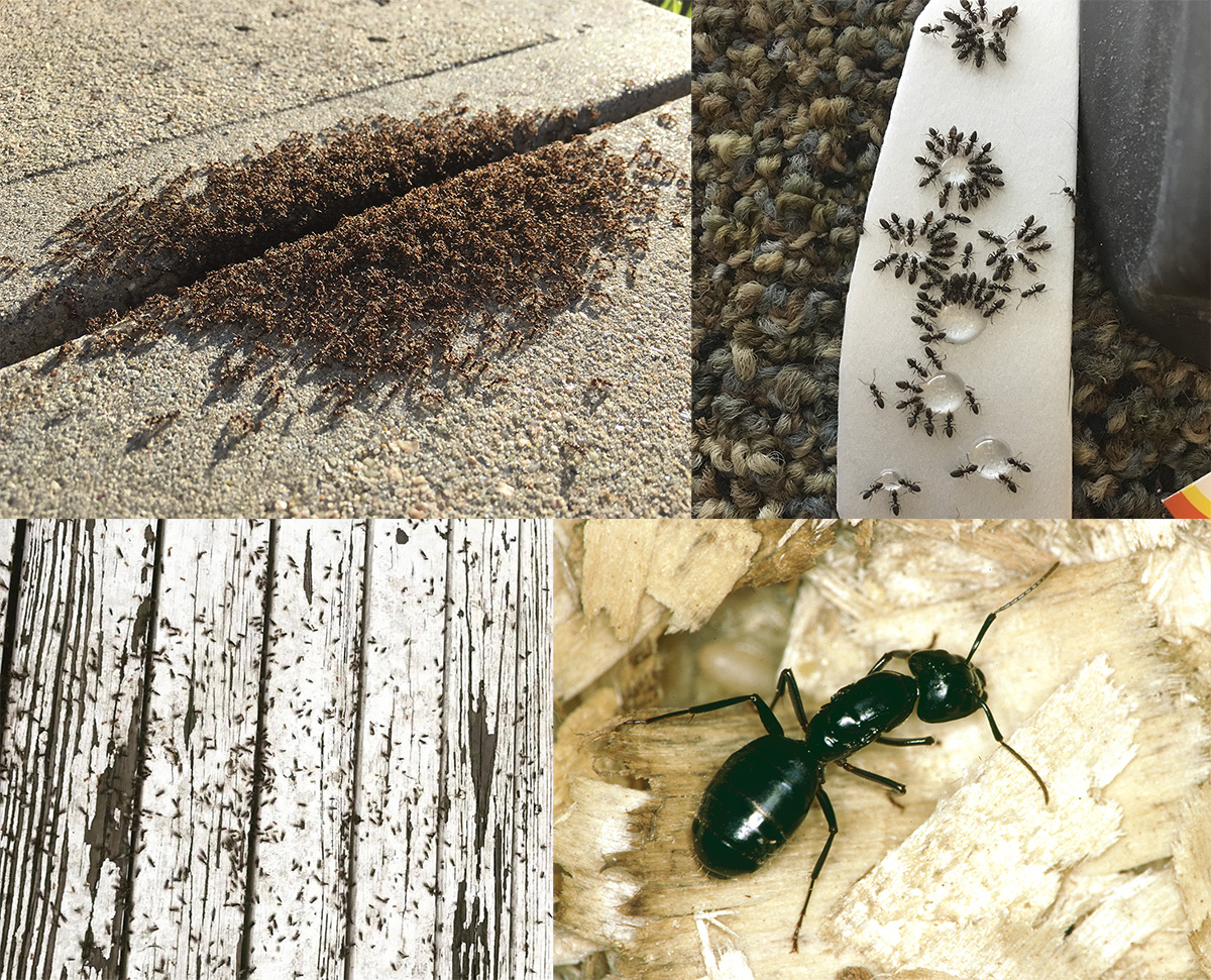 Pavement ants; odorous house ants; citronella ant swarm on a front porch; and carpenter ant