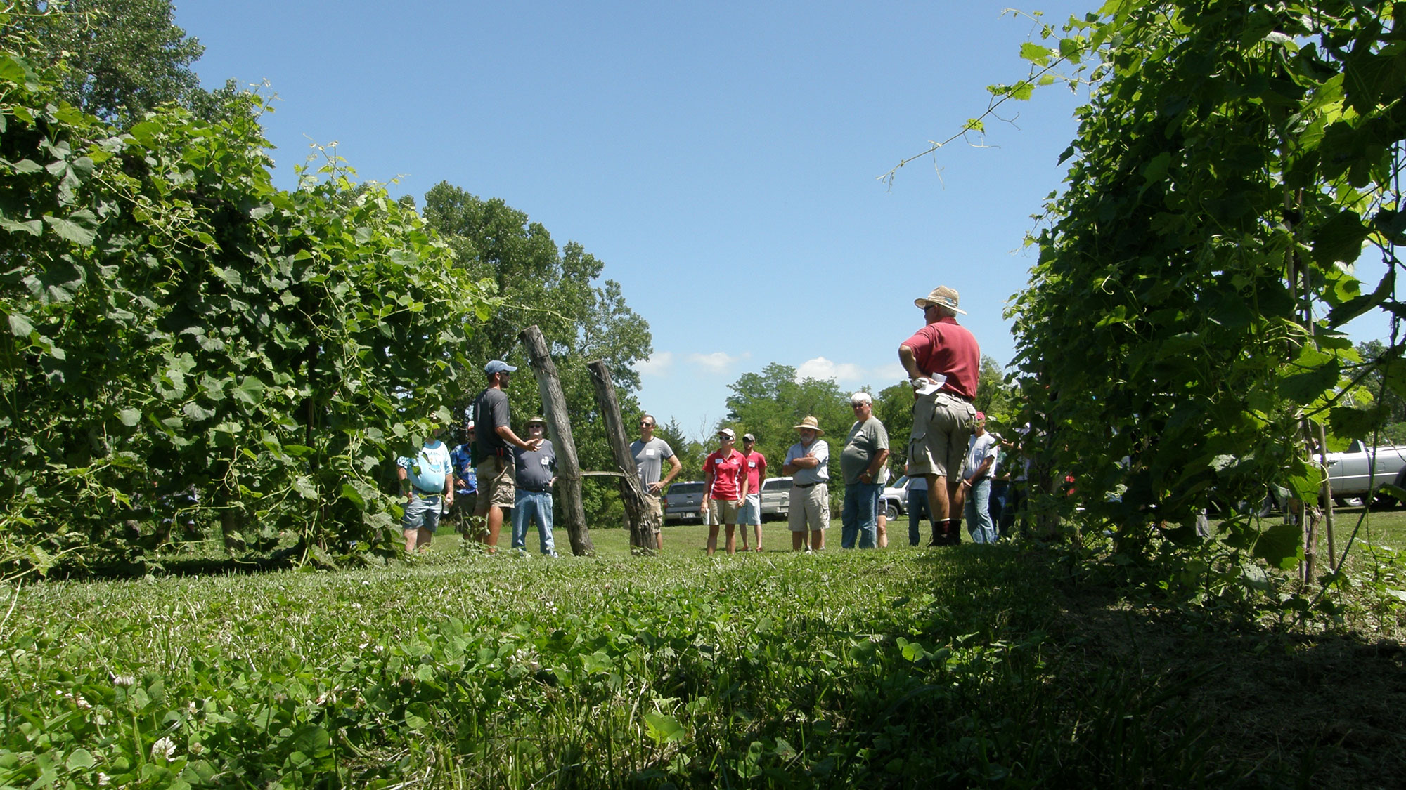 A University of Nebraska Viticulture Program field day will be held July 19 at Homestead Prairie Vineyards near Crete, Nebraska.